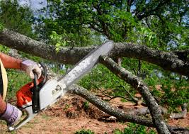 Best Fruit Tree Pruning  in Gates Mills, OH